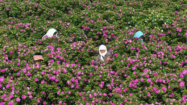 Roses in bloom on salt-alkaline land in Binhai district, Weifang