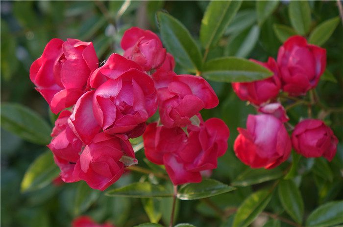 Beauty, biodiversity blossom at Qingdao’s wetland park