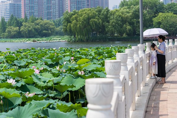 Embrace enchanting beauty of lotus flowers at Wuzhou Lake in Linyi