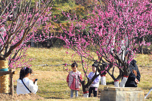 Shandong awakens in sea of spring blooms