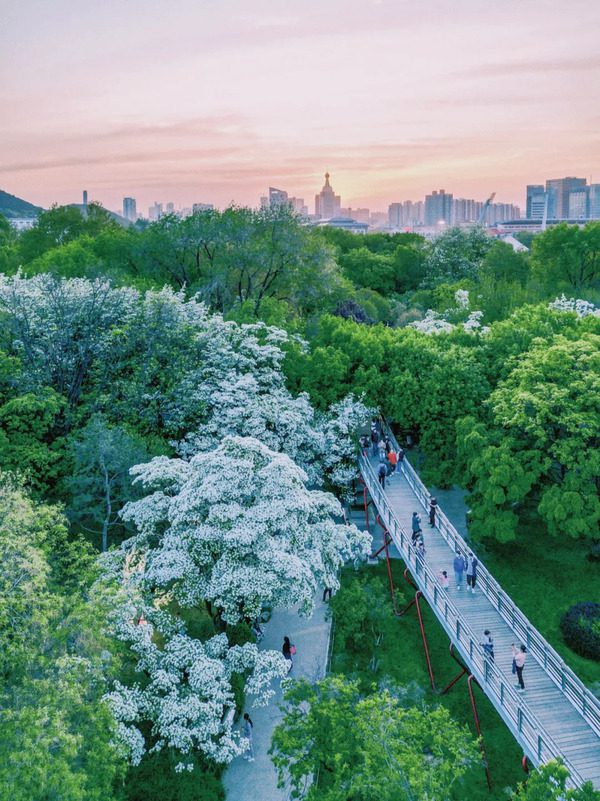 Shandong province awash in spring blossoms