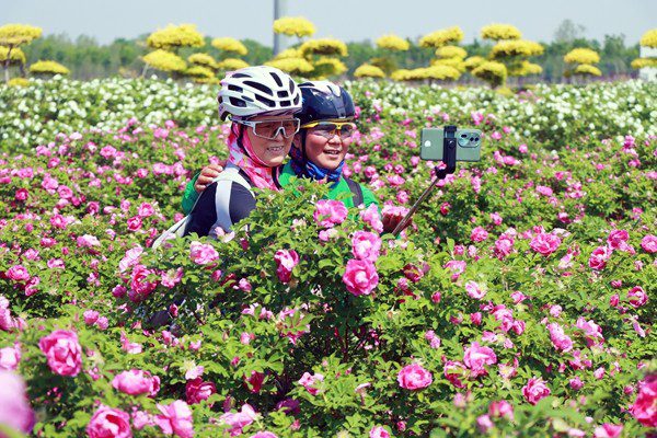  Roses in bloom on salt-alkaline land in Binhai district, Weifang