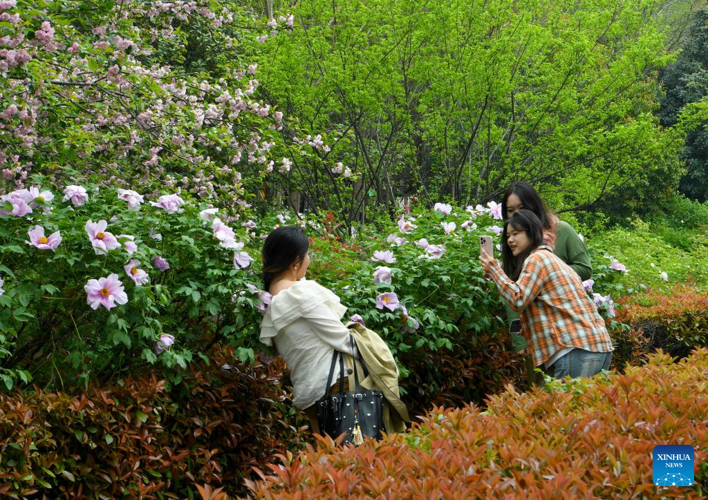 Tourists enjoy blossoming peony flowers in Luoyang, C China's Henan-2