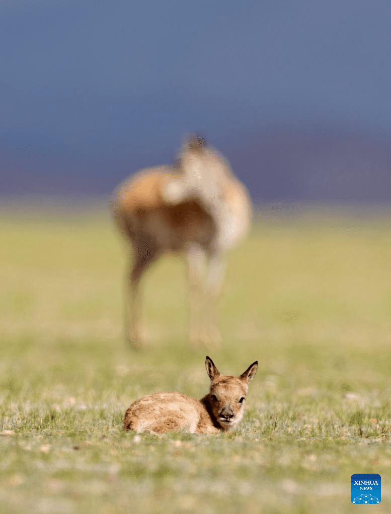 Tibetan antelopes embark on birth-giving season in SW China-31