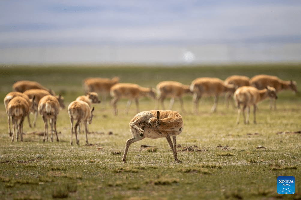 Tibetan antelopes embark on birth-giving season in SW China-2