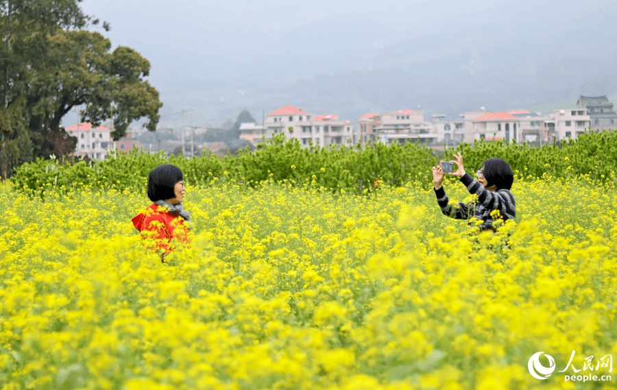 In pics: rapeseed flowers in full bloom in village in SE China's Fujian-4