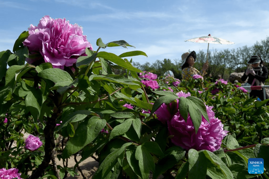 People enjoy blooming peonies at Yuanmingyuan Park in China's Beijing-5