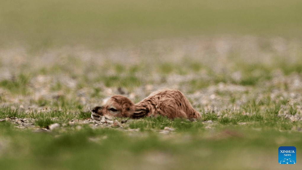 Tibetan antelopes embark on birth-giving season in SW China-27