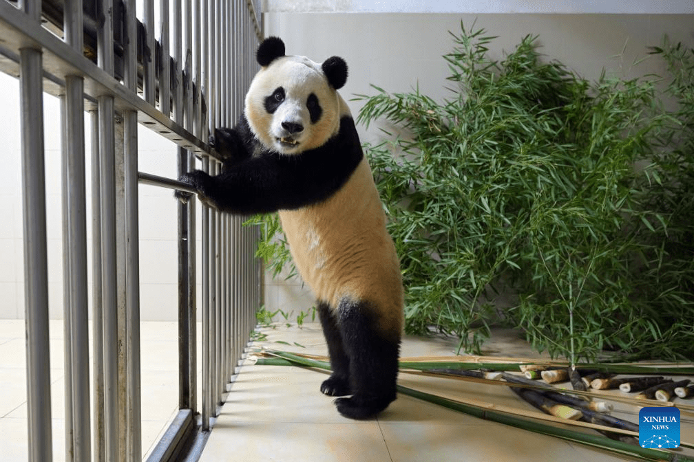 Giant panda Fu Bao transported to base in Wolong National Nature Reserve for quarantine-1