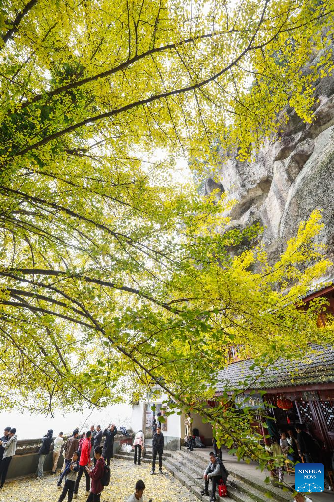 Old ginkgo tree attracts visitors in E China's Zhejiang-3