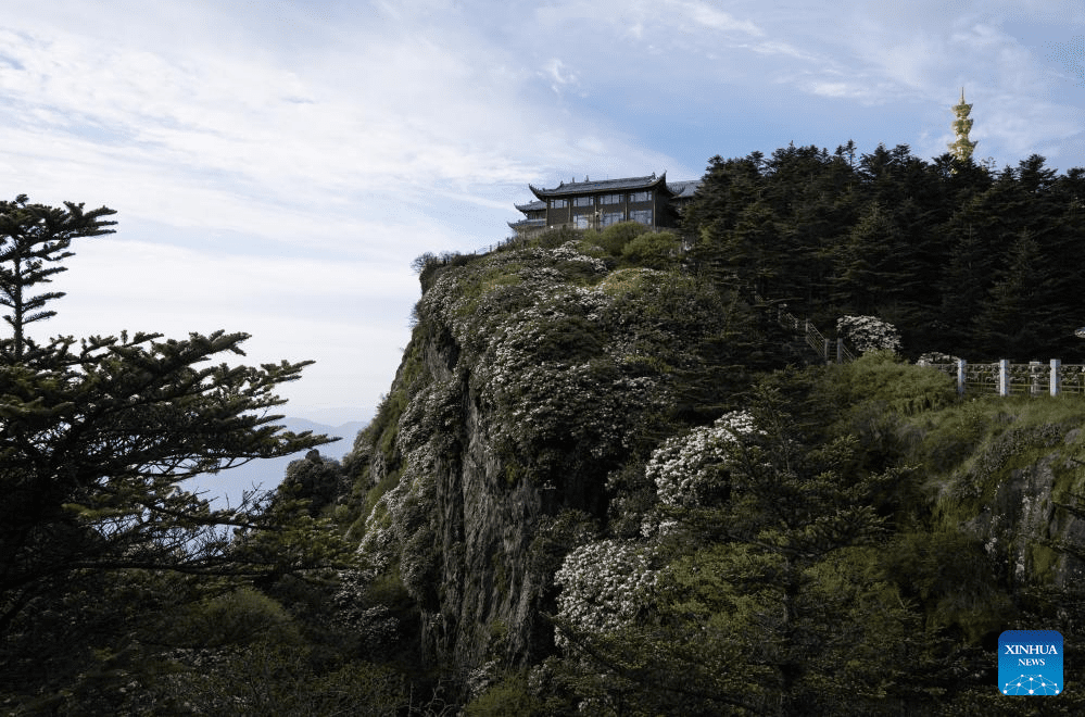 Scenery of azalea blossoms on summit of Mount Emei, SW China-10