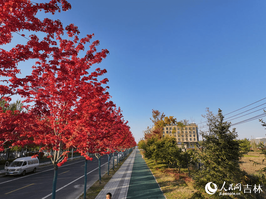 Changchun in NE China's Jilin keeps fallen leaves on the ground to delight citizens with autumn splendor-2