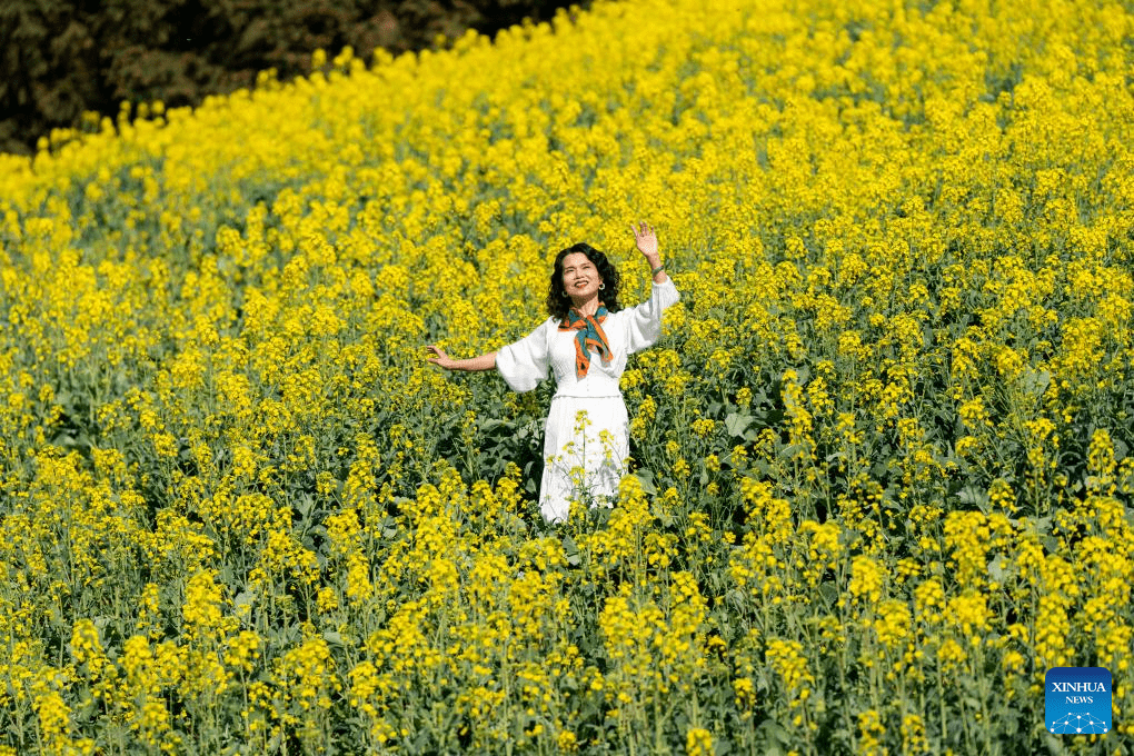 Cole flower fields draw visitors in SW China's Yunnan-4