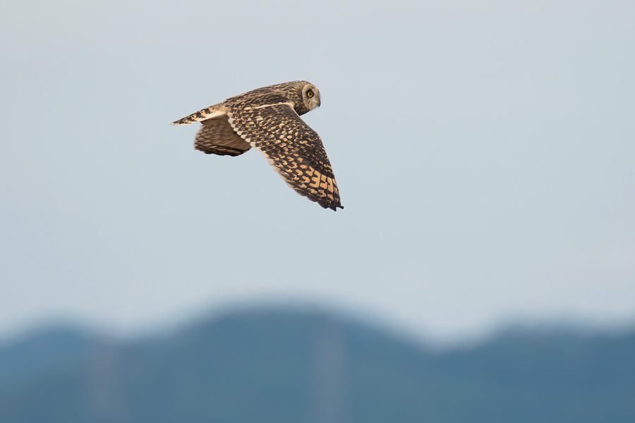 Rare short-eared owls appear in E China's Xiamen-6