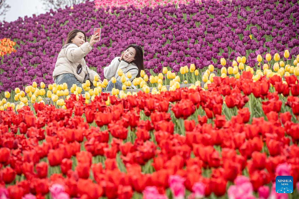 Tulips in blooming at scenic area in Chongqing-3