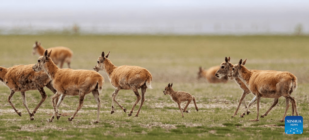 Tibetan antelopes embark on birth-giving season in SW China-34