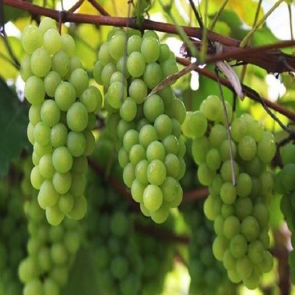 Hongyan Grapes-1