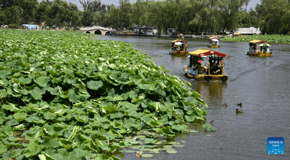 In pics: lotus flowers at Yuanmingyuan Park in Beijing-6