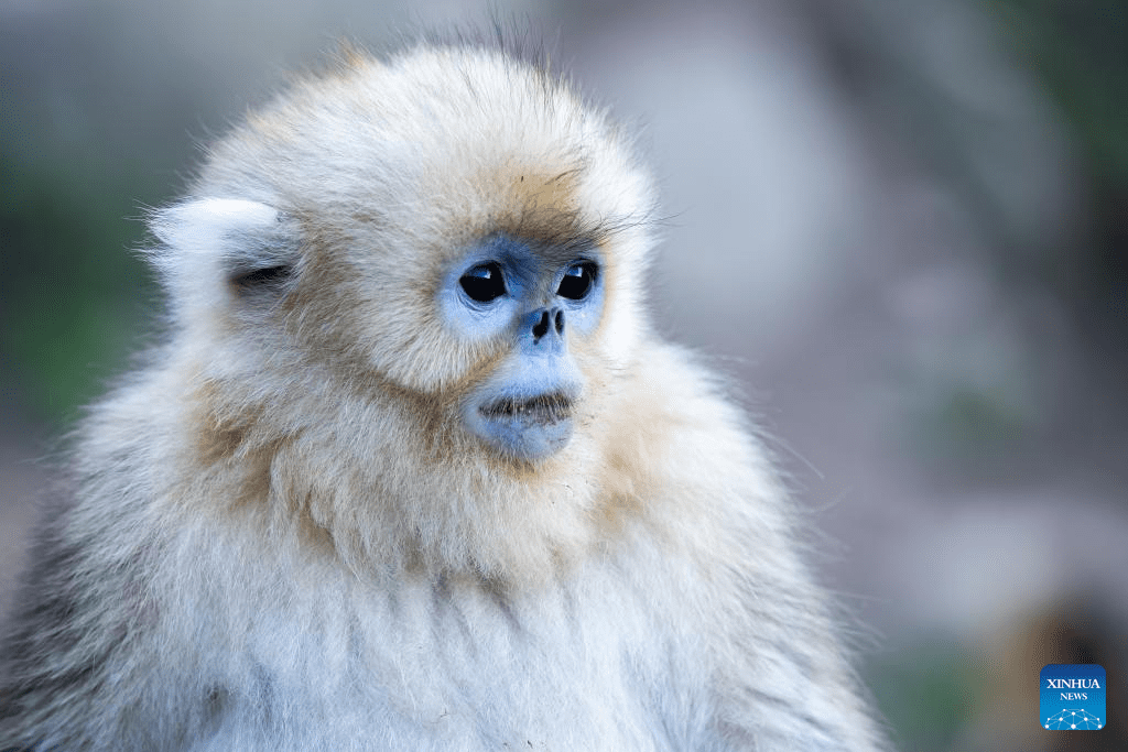 Sichuan golden snub-nosed monkeys seen at Yuhe area of Giant Panda National Park in NW China-7