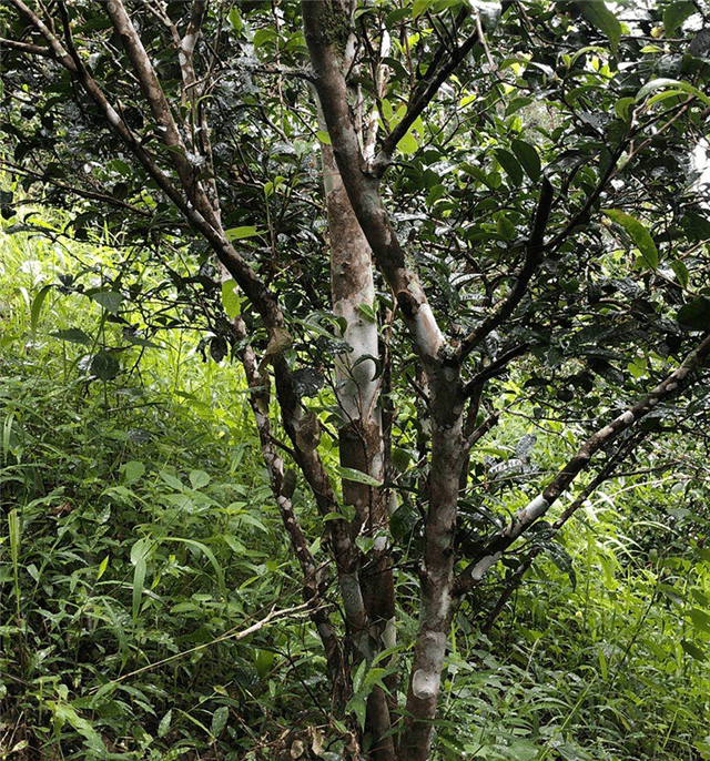 Characteristics of the Ancient Tea Trees in Baihua Tan-1