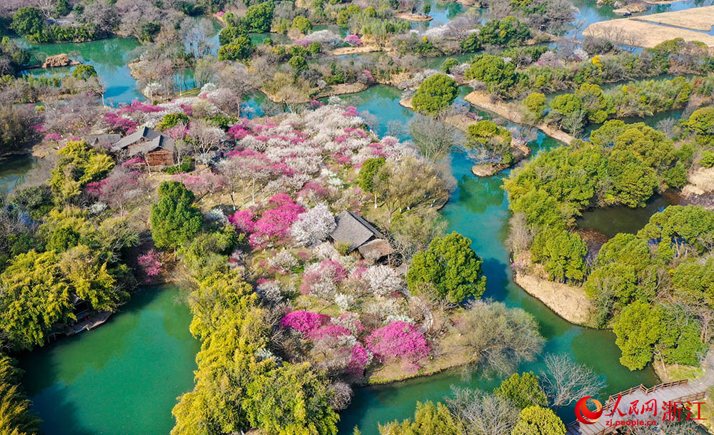 Plum blossoms herald spring's arrival in E China's Hangzhou-4