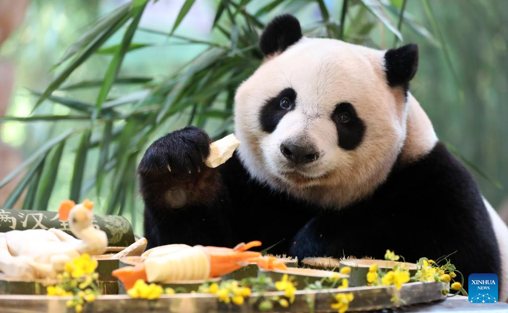 Giant panda 