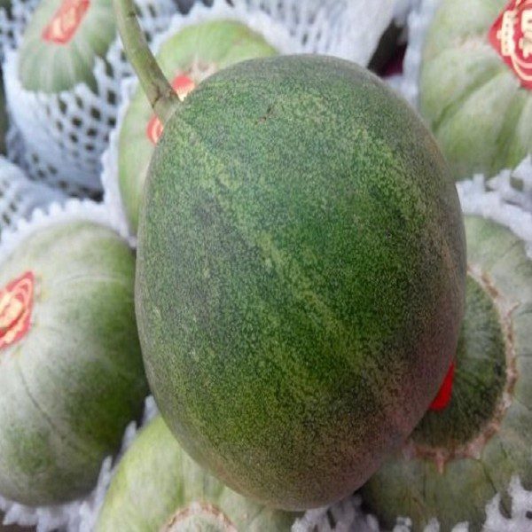 Leting Melon-1