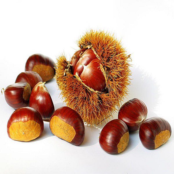 LaiXi Large Chestnut-1