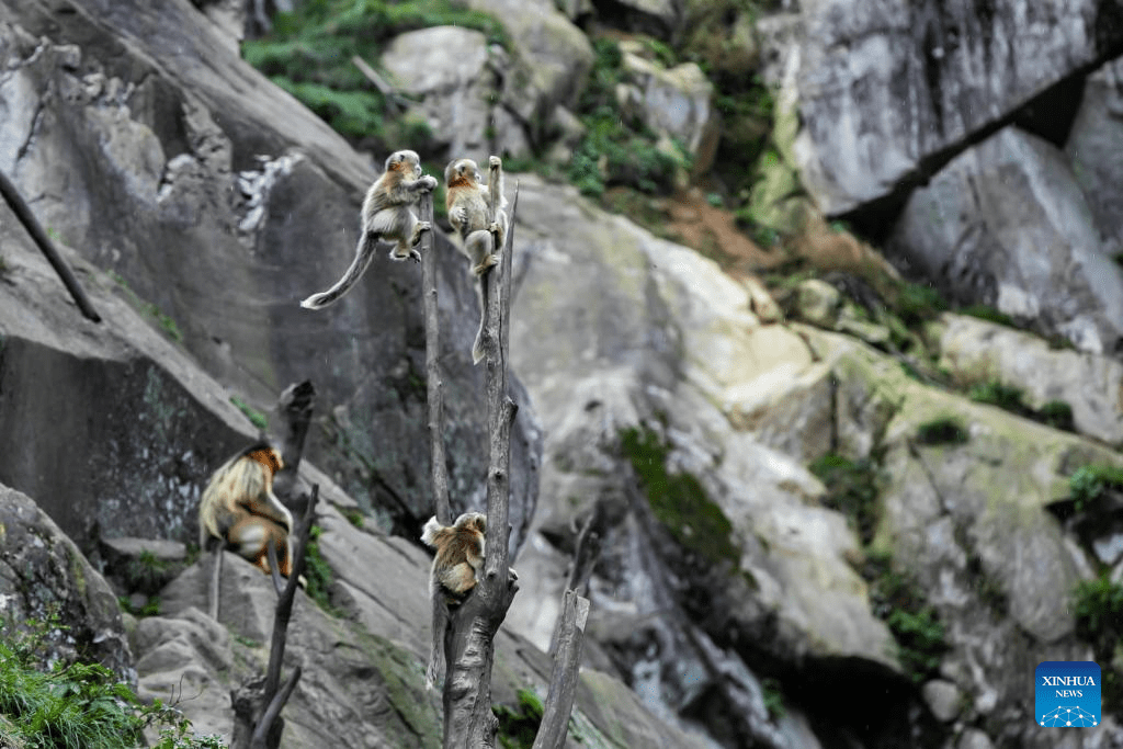 Sichuan golden snub-nosed monkeys seen at Yuhe area of Giant Panda National Park in NW China-4