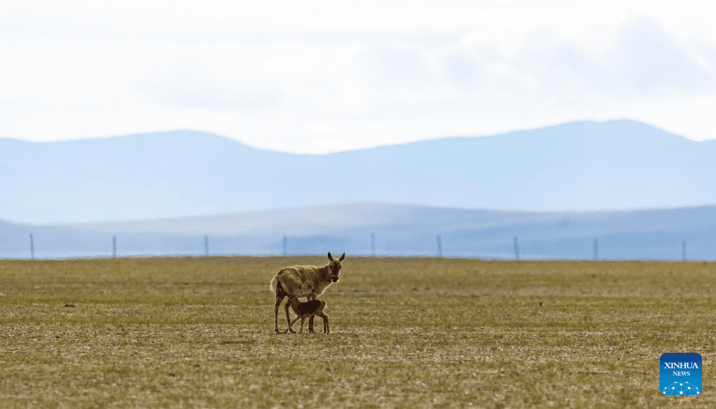 Tibetan antelopes embark on birth-giving season in SW China-36