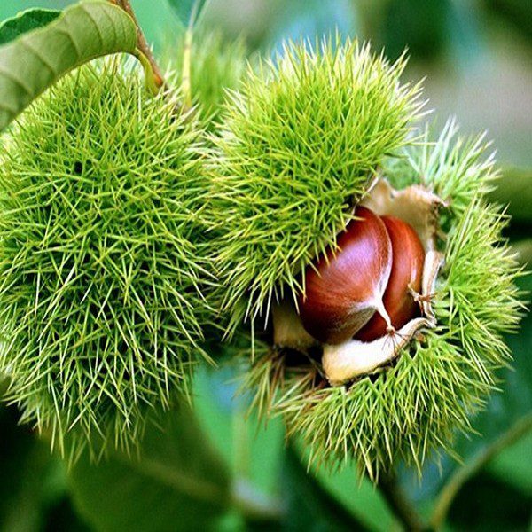 Wulian Chestnuts-1