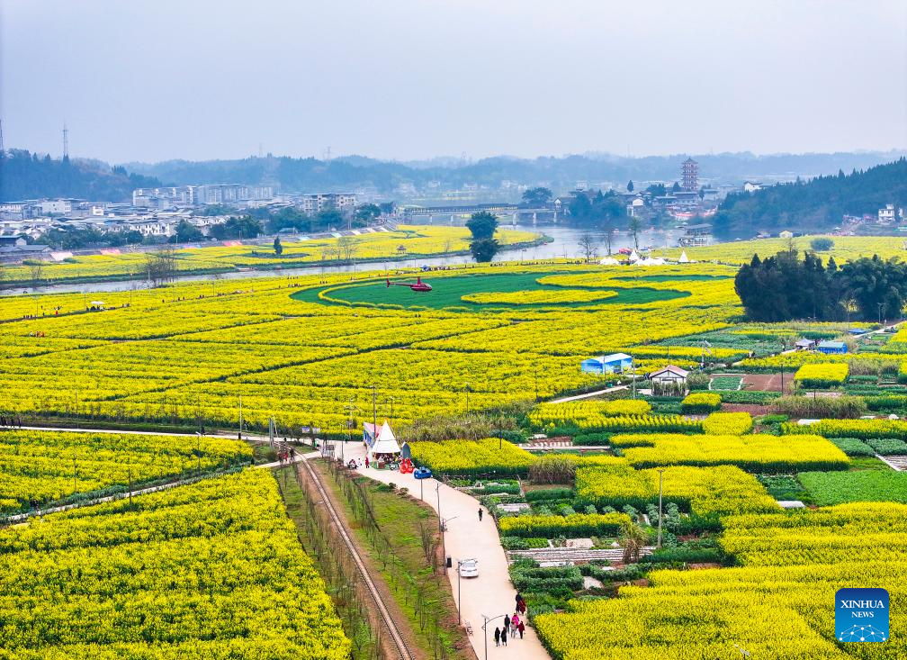 View of oilseed rape fields in Chongqing, SW China-2