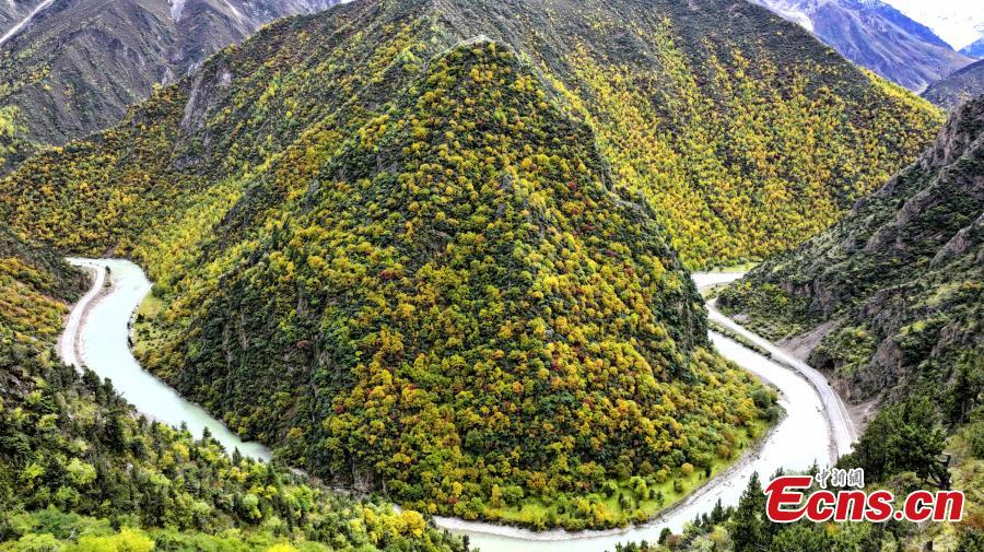 Lhari County in Tibet ushers into golden autumn-3