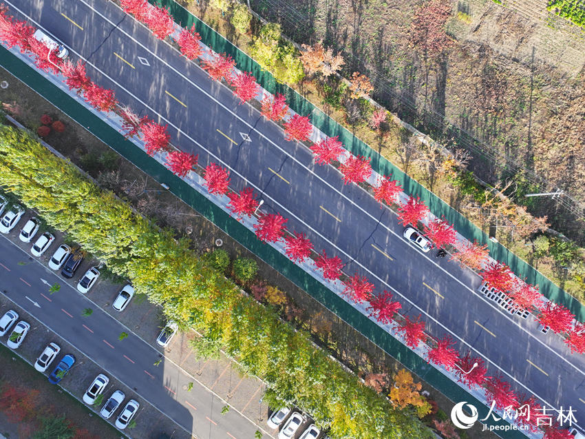 Changchun in NE China's Jilin keeps fallen leaves on the ground to delight citizens with autumn splendor-5