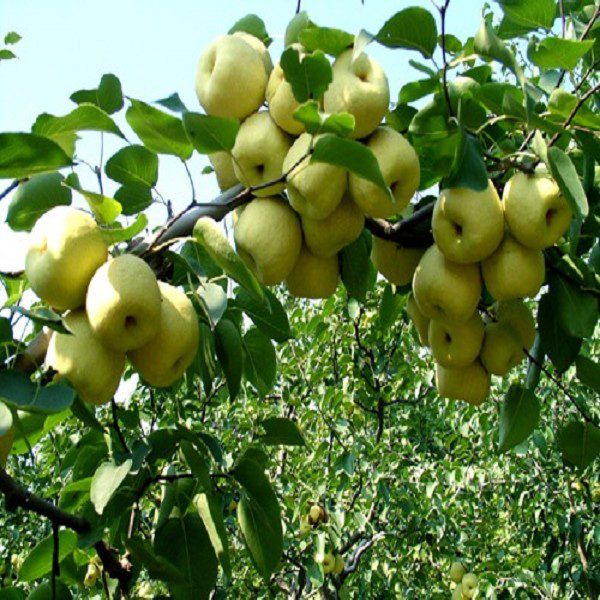 Pucheng Crisp Pear-1