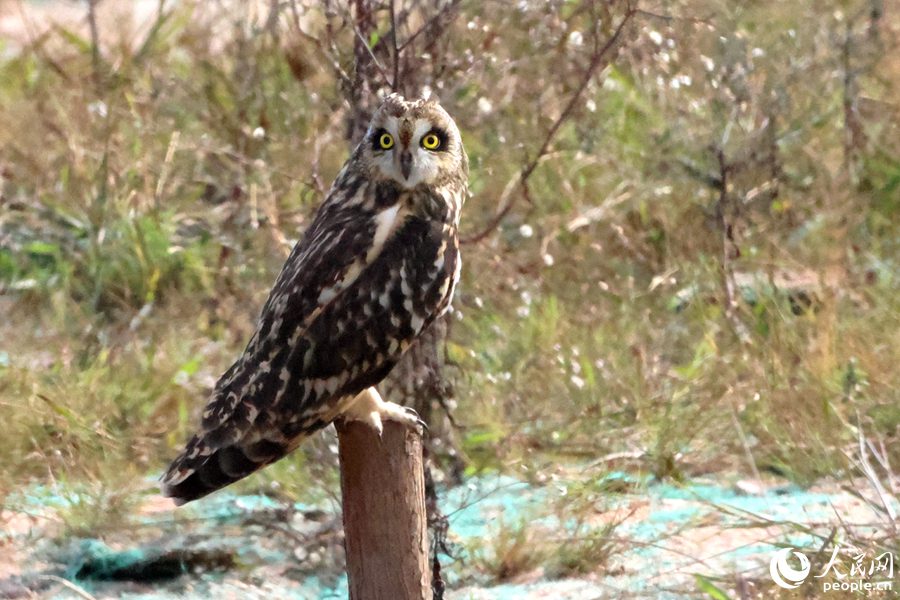 Rare short-eared owls appear in E China's Xiamen-2