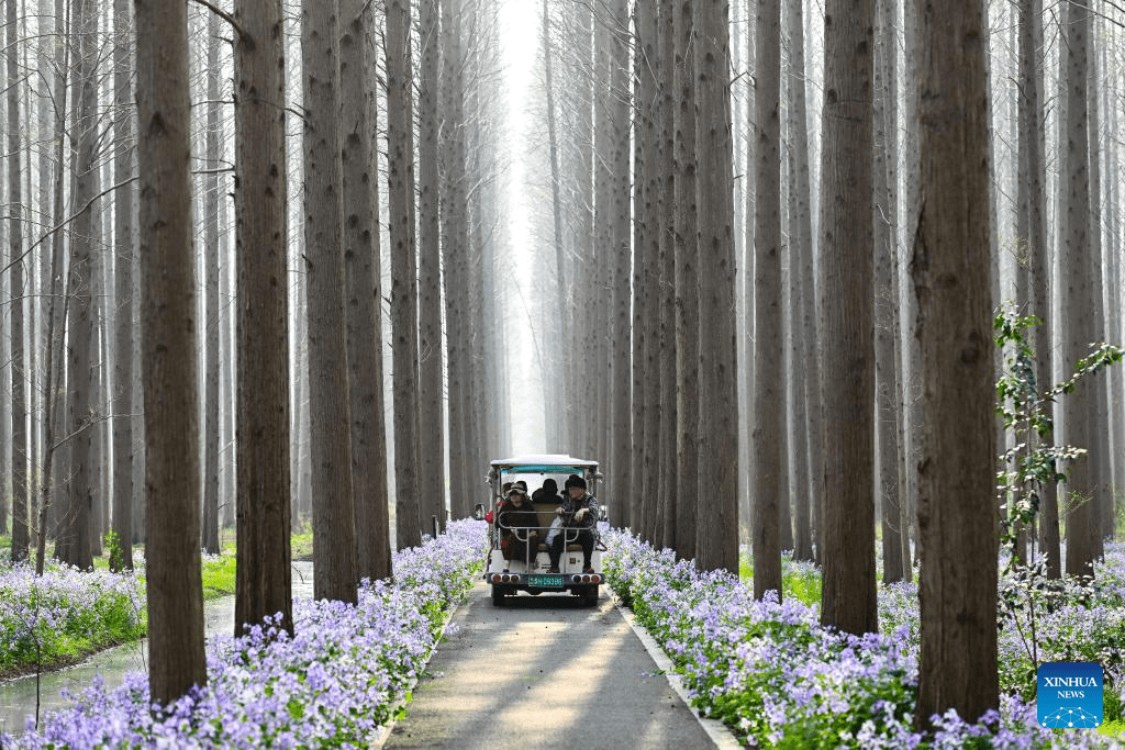 Scenery of Jinhu water forest scenic spot in Jiangsu-6