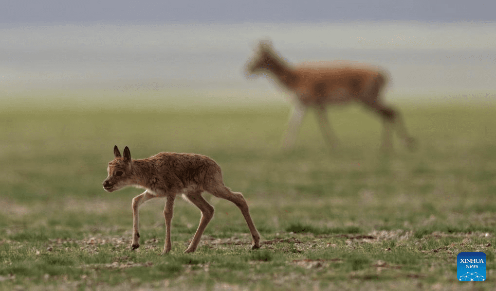 Tibetan antelopes embark on birth-giving season in SW China-22