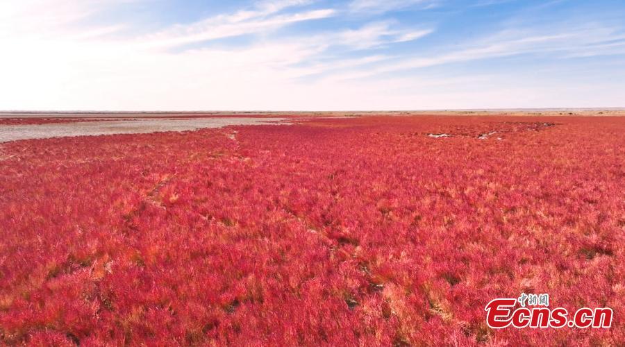 Seepweed turns wetland rosy red in autumn-4