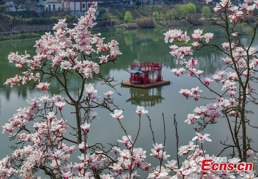 Magnolia flowers add beauty to Xin'an River-1