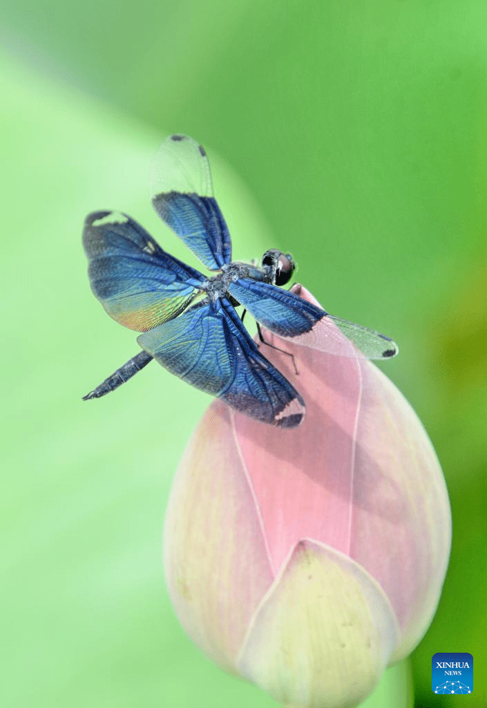 In pics: lotus flowers at Yuanmingyuan Park in Beijing-1