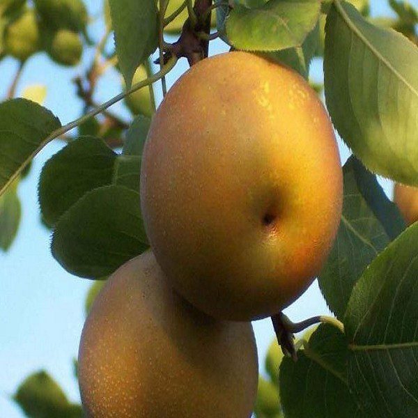 Jianning Yellow Pear-1