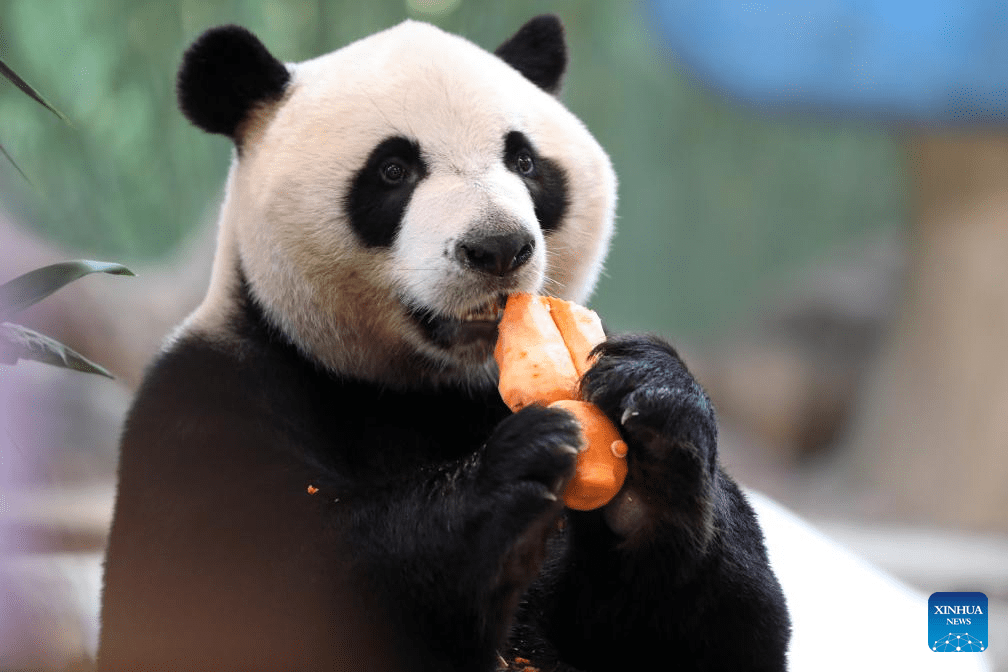 Giant panda 