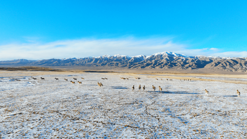 Discover the magical Qaidam Basin in NW China's Qinghai-1