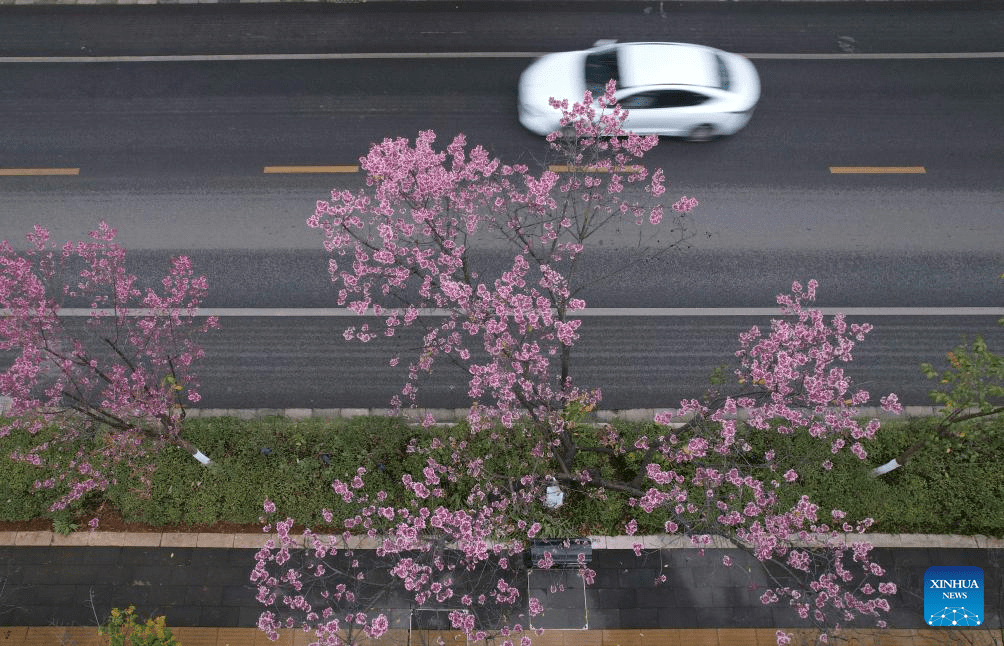 In pics: winter cherry blossoms in Kunming, SW China's Yunnan-1