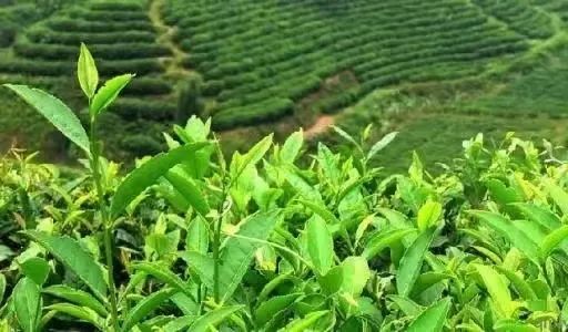 What is Baiya Qilan Tea?