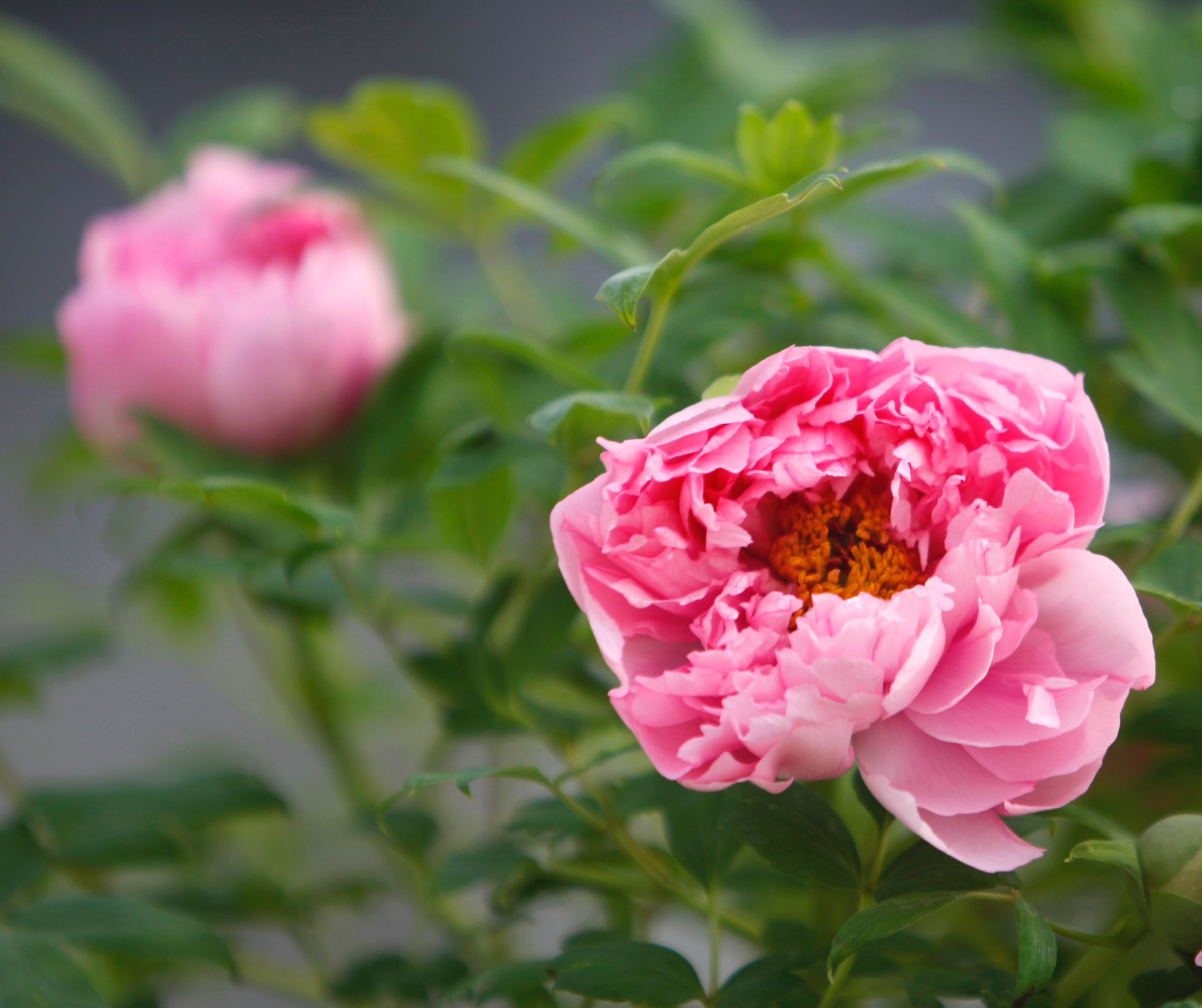 In pics: Peony flowers bloom in Luoyang, C China's Henan-5