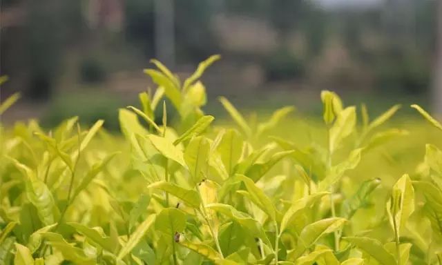 Introduction to Yellow Tea Varieties-1