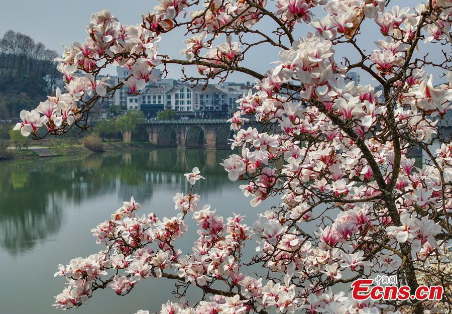 Magnolia flowers add beauty to Xin'an River-3