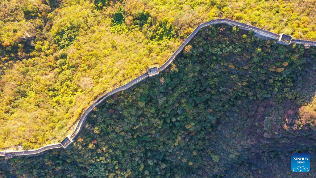 Autumn scenery of Mutianyu section of Great Wall in Beijing-6